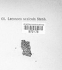 Lecanora muralis image